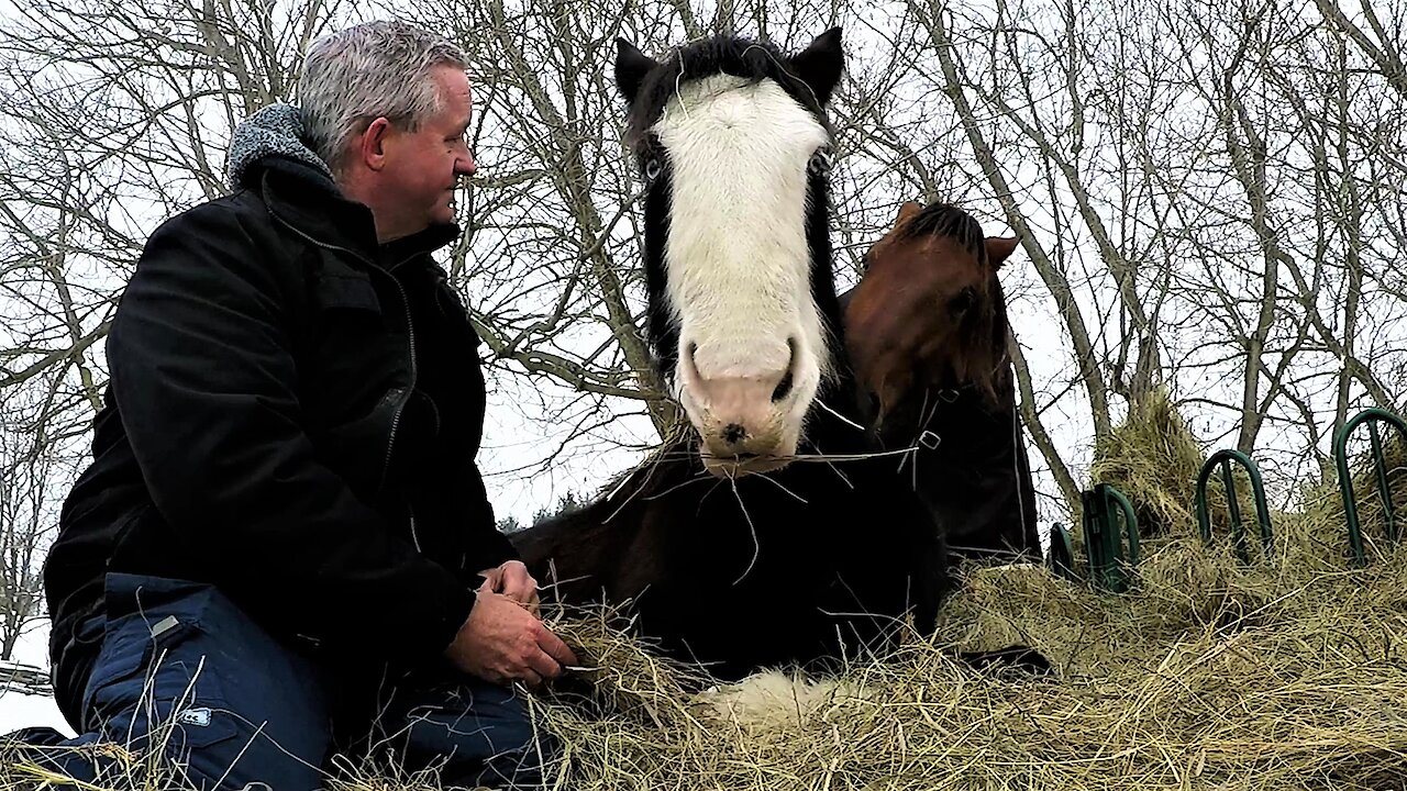 Jealous horse sneaks up and bites Clydesdale getting all the attention