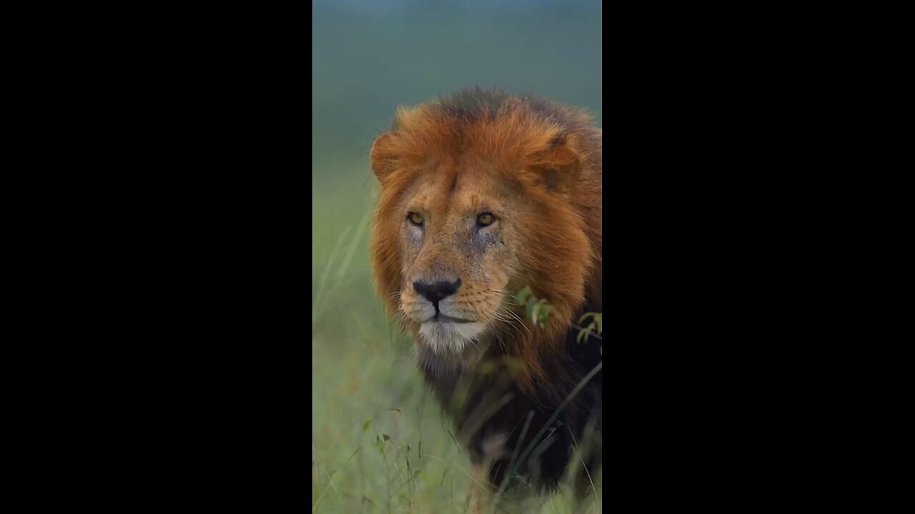 The king of jungle