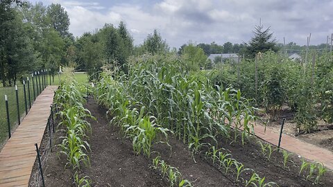 Garden Update July 4 2024