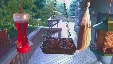 Live Bird Feeder in Asheville NC. In the mountains. Aug. 15 2021