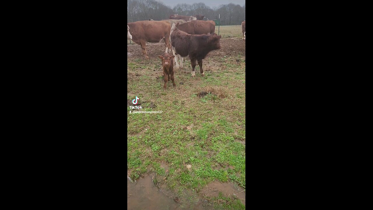 Momma cow and baby bull calf.