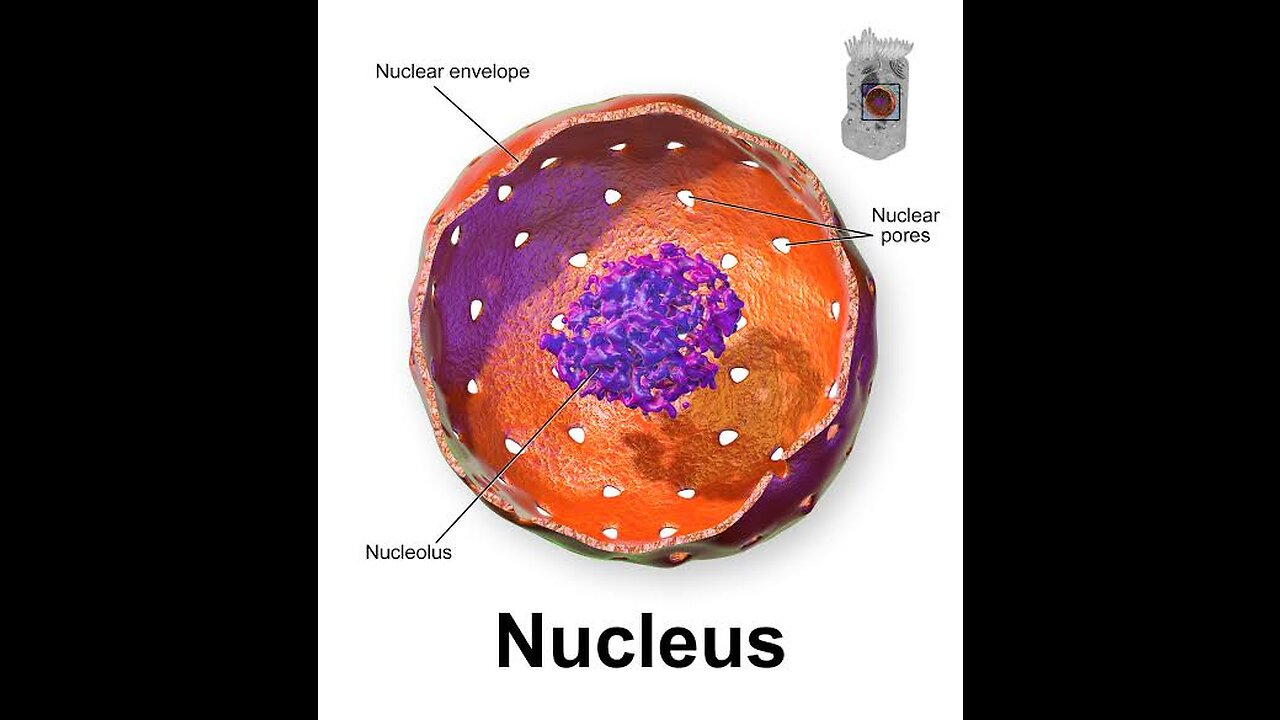 A short video of nucleus ..