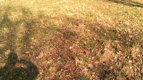 Farm Restoration Project - First 2 weekend start with New Chainsaw... THIS is NOT NYC folks!