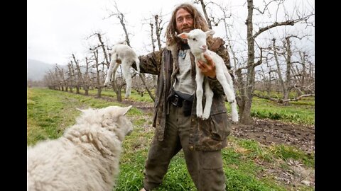 Super Shepherd cutes evil doer with lamb ray!