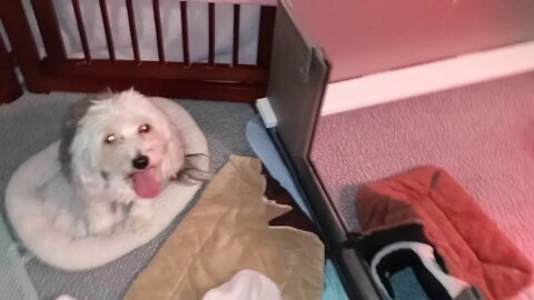 Preparing For Pups! 12/30/20(3)