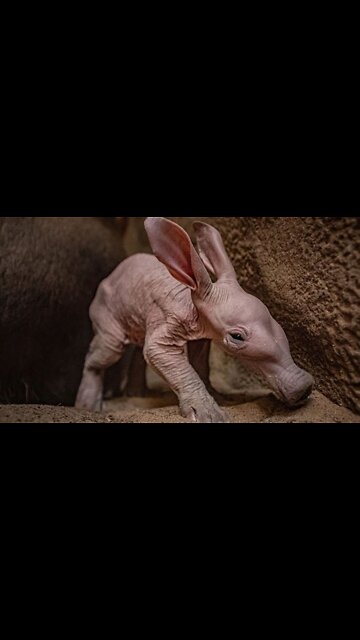 Dooby, first time in Britain, the African animal Arduarc was born