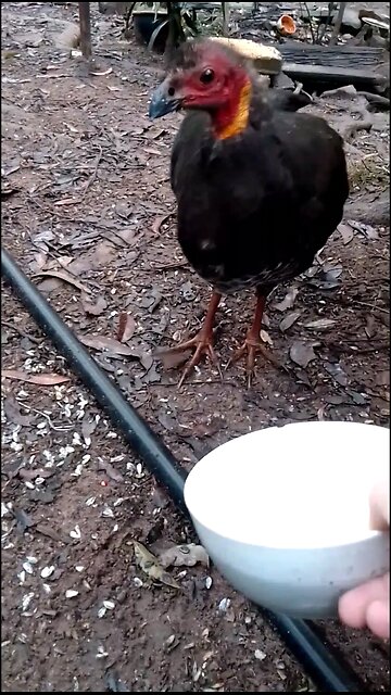 Wullumbin Isn't Really Hungry, Just Like Me She Wants To Say Hello🦃 🥰