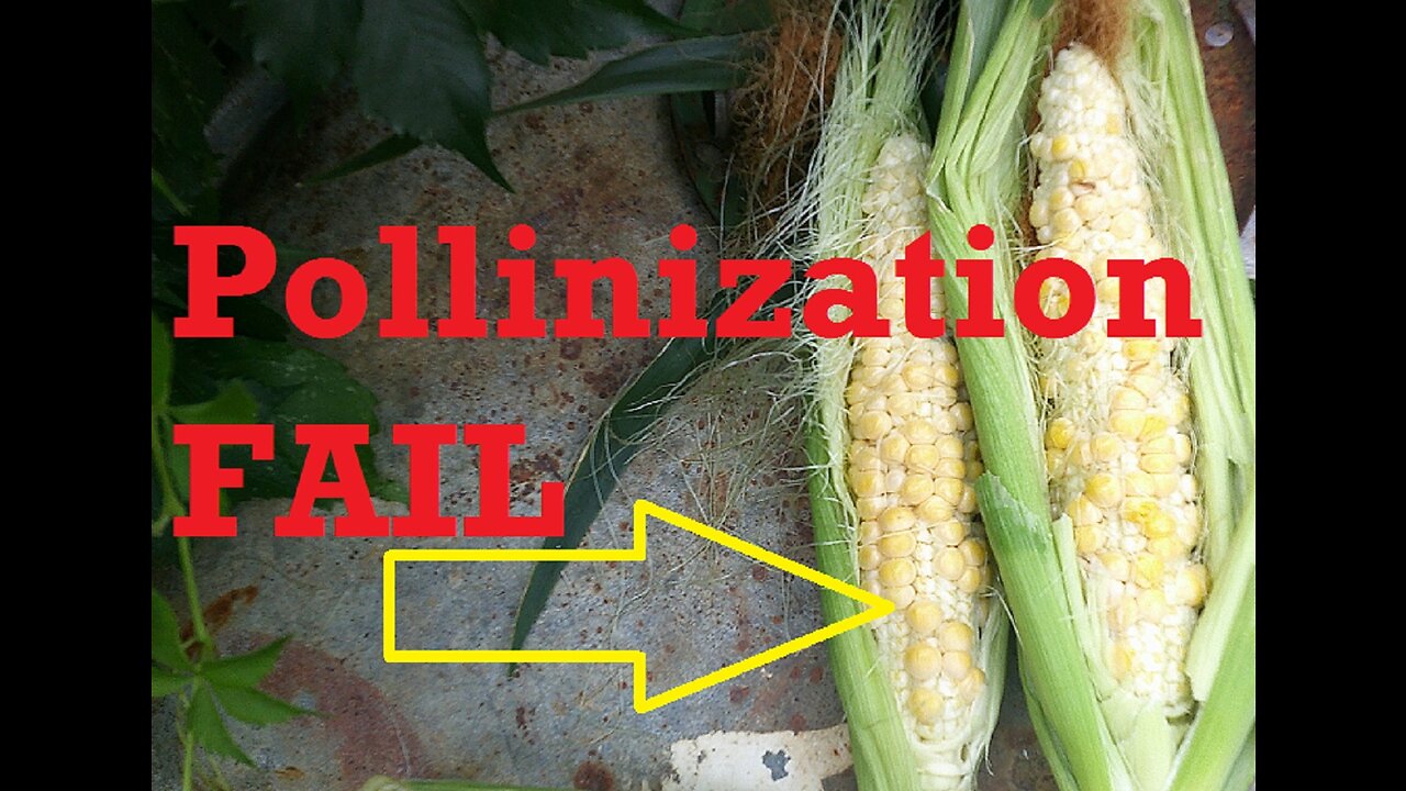 1st Sweet Corn Semi-FAIL - Insufficent Pollenization & Other Causes