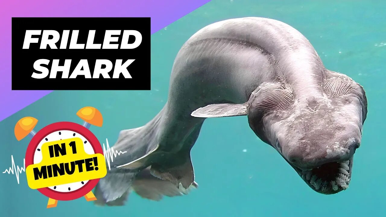 Frilled Shark - In 1 Minute! 🦈 The Terrifying Teeth of the Deep! | 1 Minute Animals