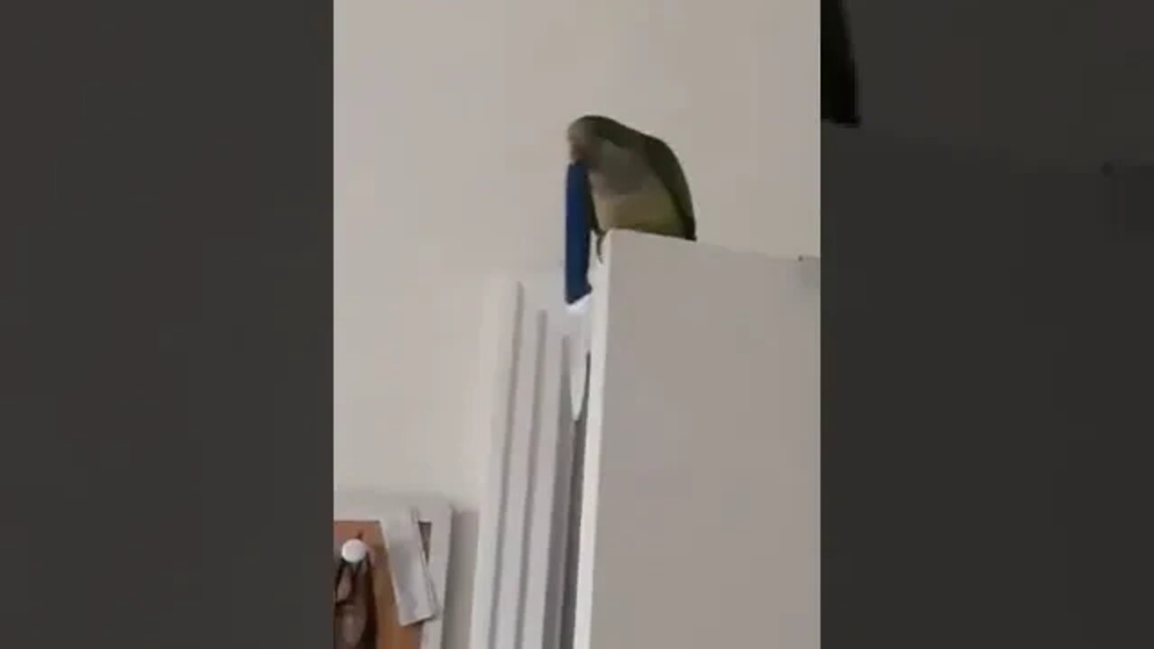 Hit 👍🔔 & SUBSCRIBE for more 🌈🦄🍄🍡🍭🍬🎡🎨🎪#quakerparrot #funny #parrots #quaker