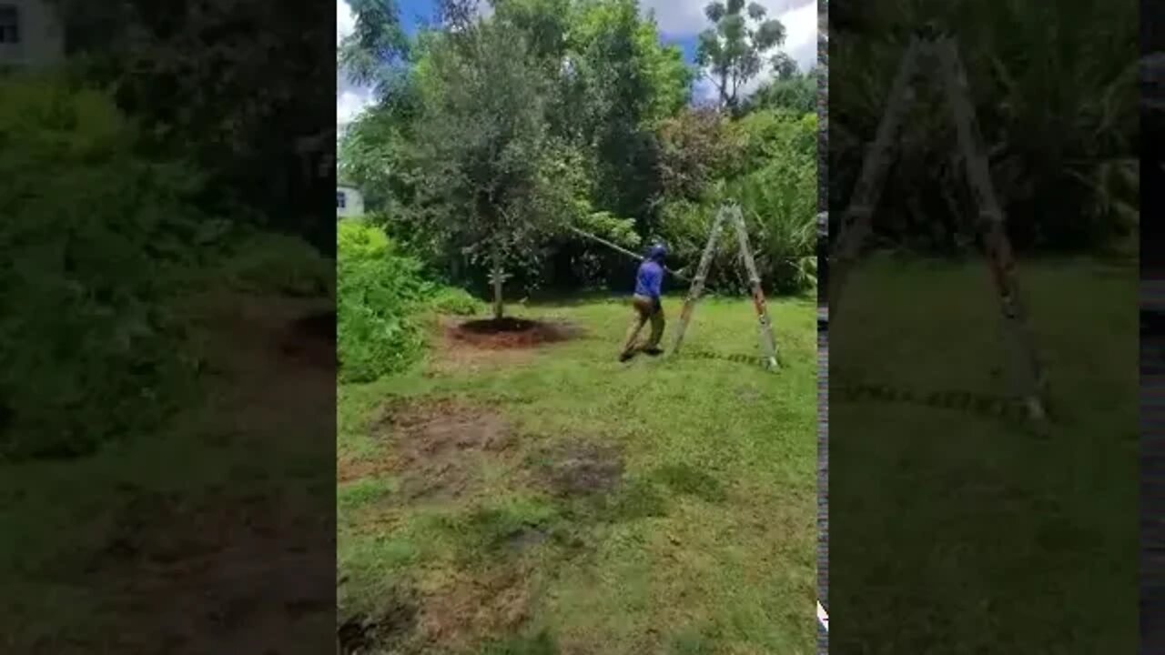 McCullough brother Forrest- structure pruning