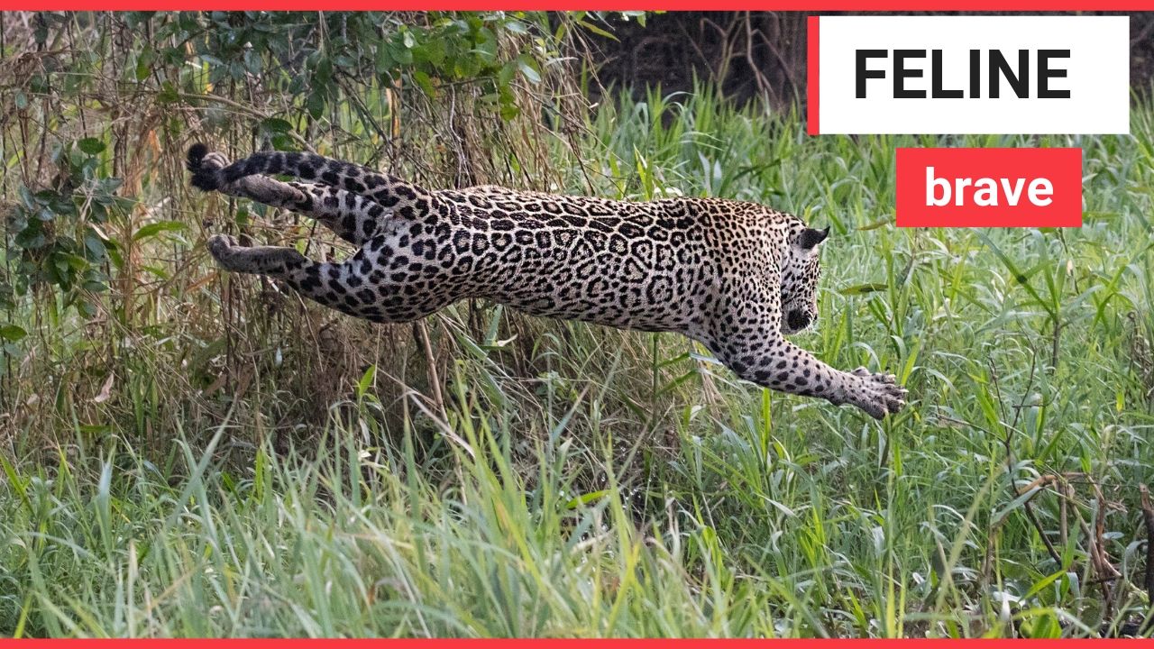 The incredible moment a jaguar and a caiman battle