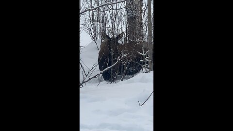 More Moose Munchies! Willow Alaska