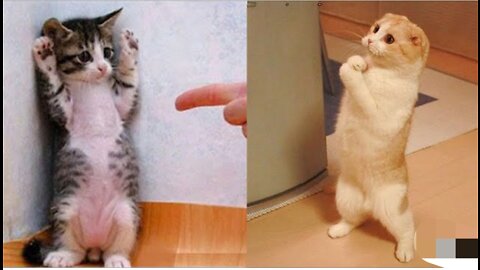 Cute baby cat..