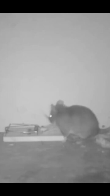 How the mouse got the cheese 😂