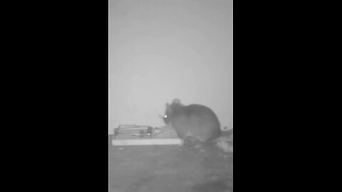 How the mouse got the cheese 😂