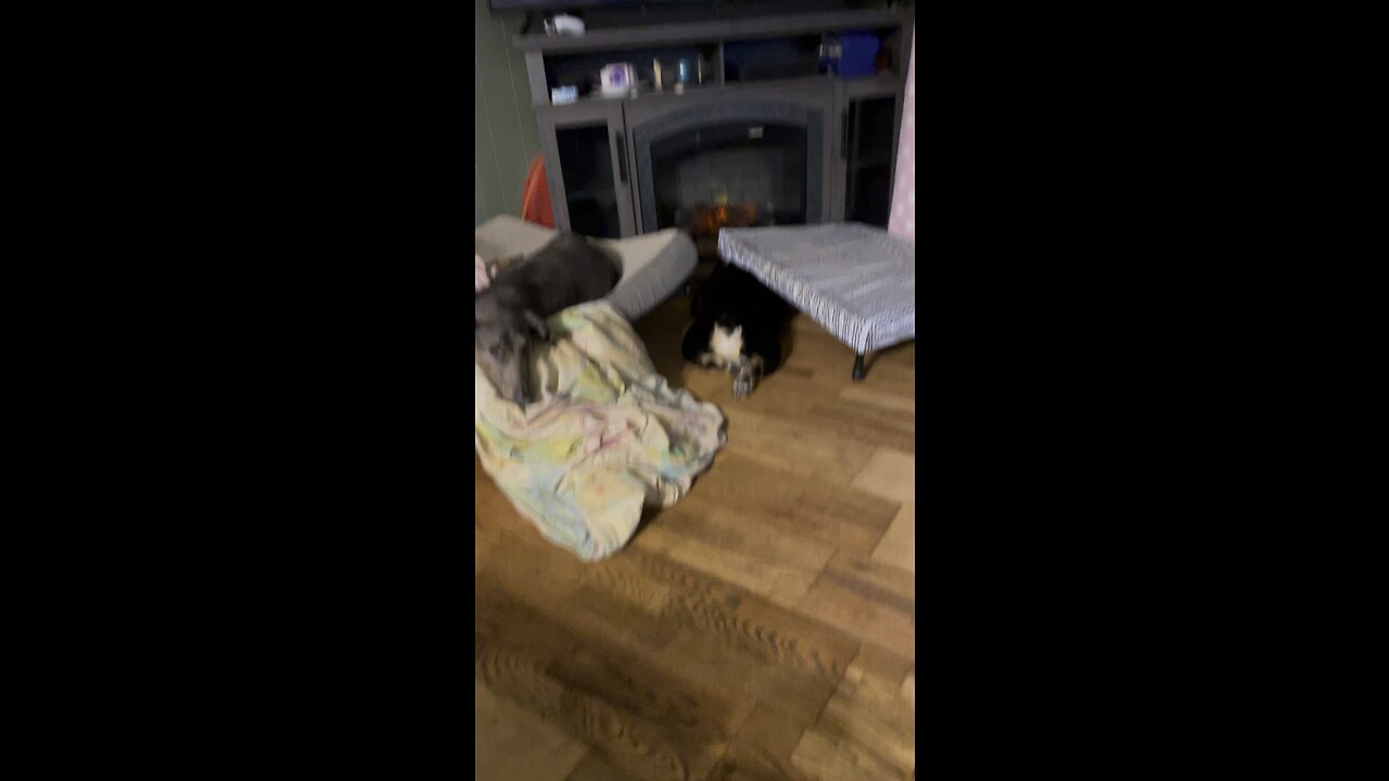 What’s wrong with my dog??