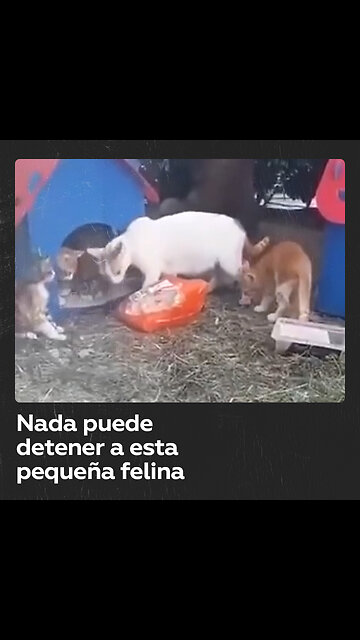 Gatita es captada al robar una bolsa con pollo