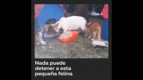 Gatita es captada al robar una bolsa con pollo