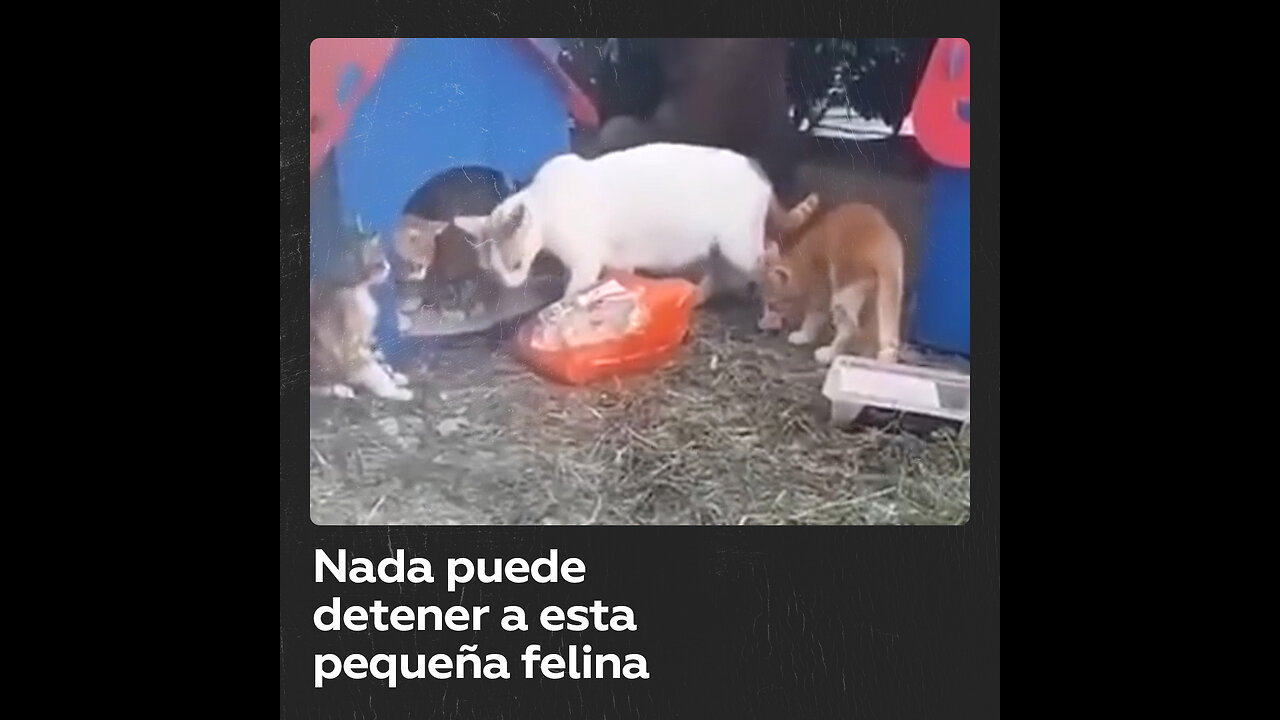 Gatita es captada al robar una bolsa con pollo