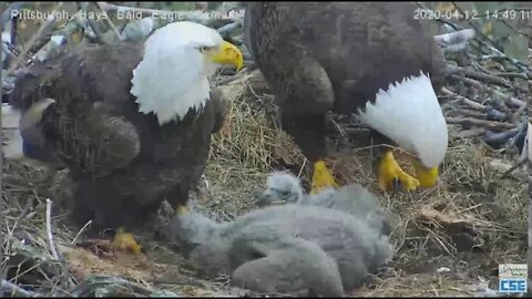 Hays Eagles Dad Moves the branch Mom brings in fluff 2020 04 12 16 29 03 522