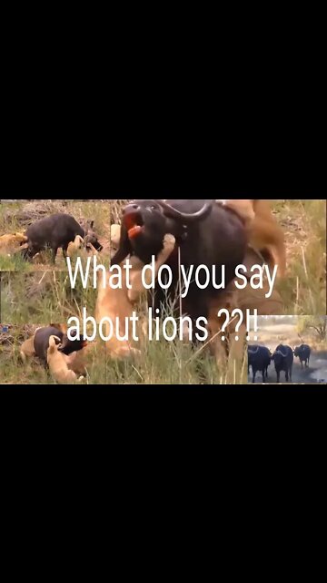 animals fighting animals attacking 2022 2023 shorts top attacking