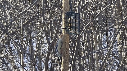 Red-Bellied Wood Pecker