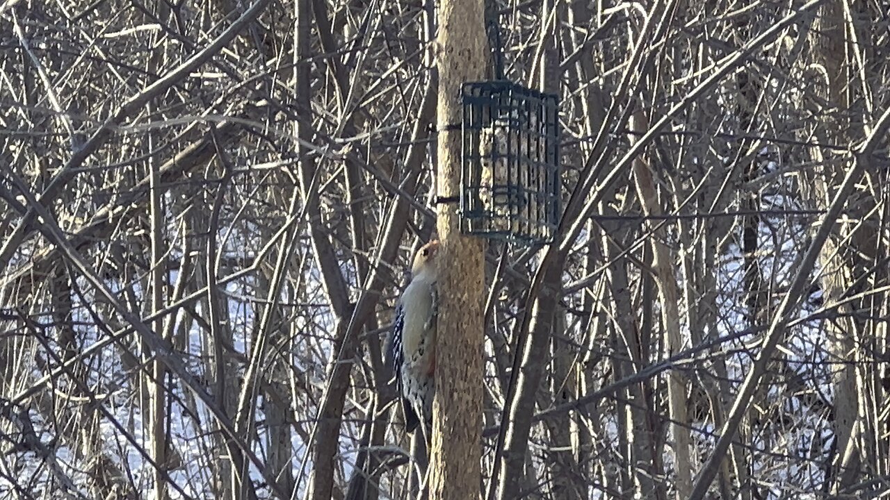 Red-Bellied Wood Pecker