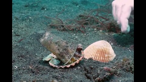 Diver & Octopus