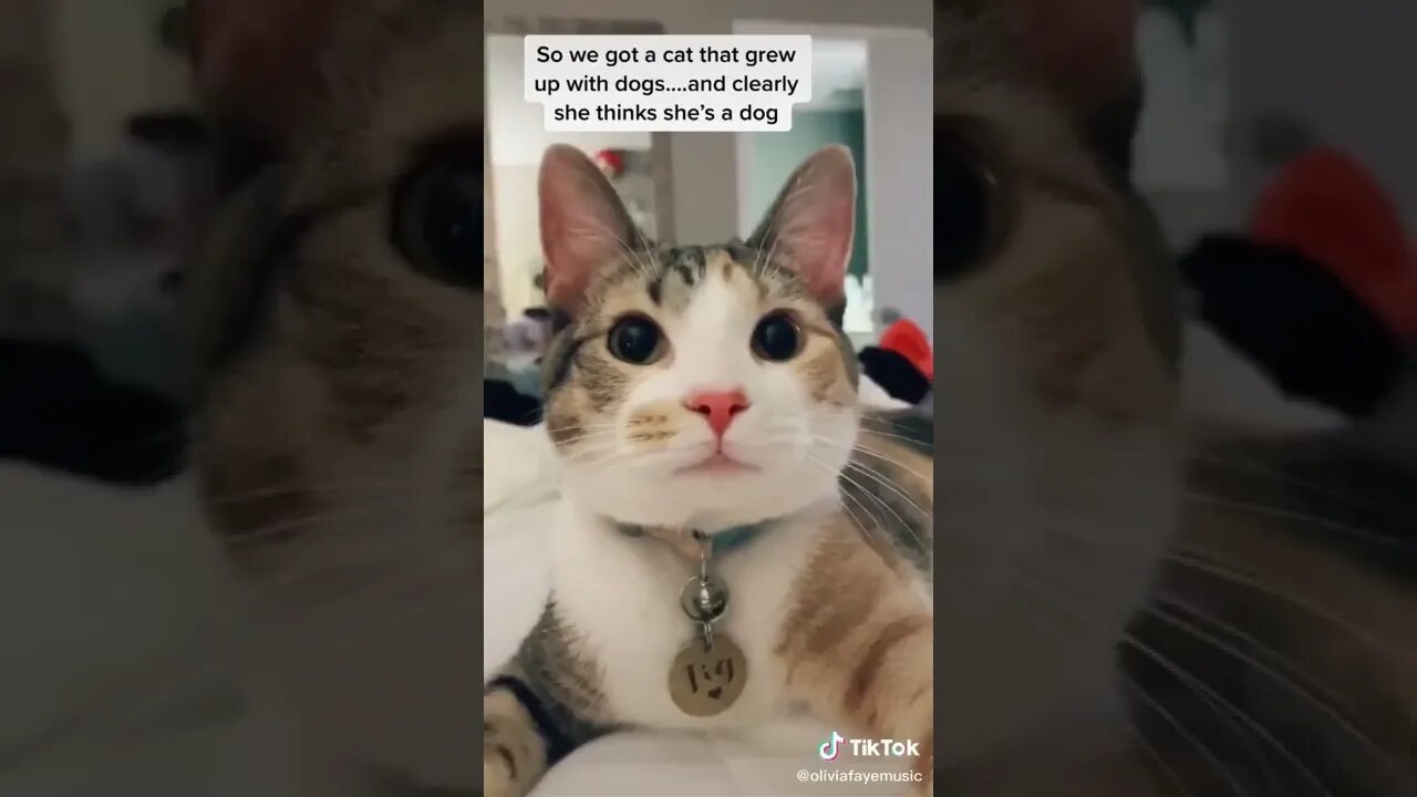 Cat Grows Up With Dogs Thinks It Is One I TikTok