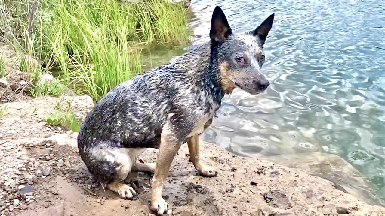 Crazy Zippy Blue Heeler Goes Swimming In Wilmor Lake Rocky Mountains Colorado Rockies