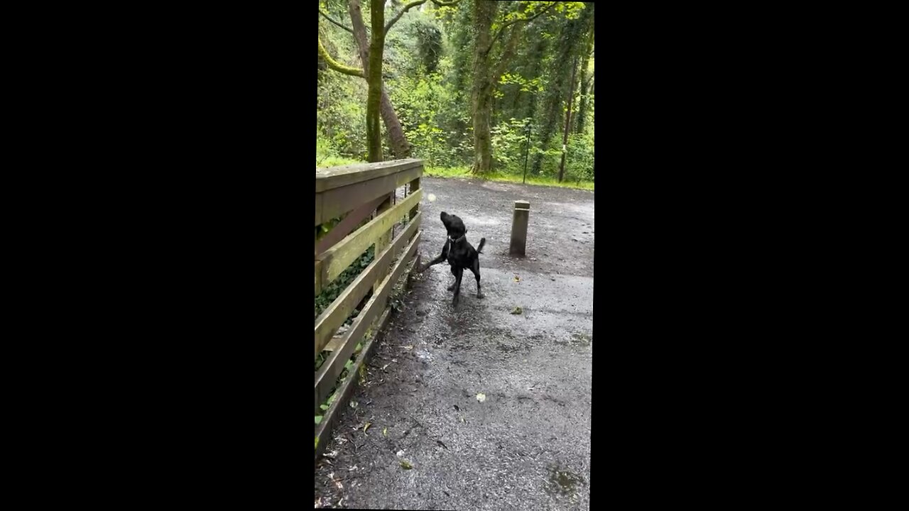 dog plays fetch with himself throwing ball off a bridge.