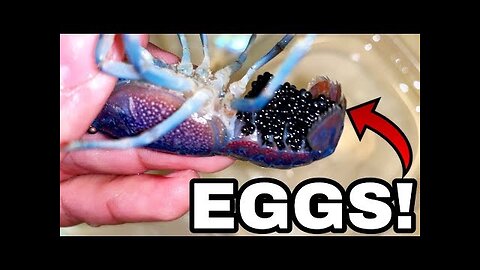 Blue LOBSTER Crawfish EGGS get Home AQUARIUM!