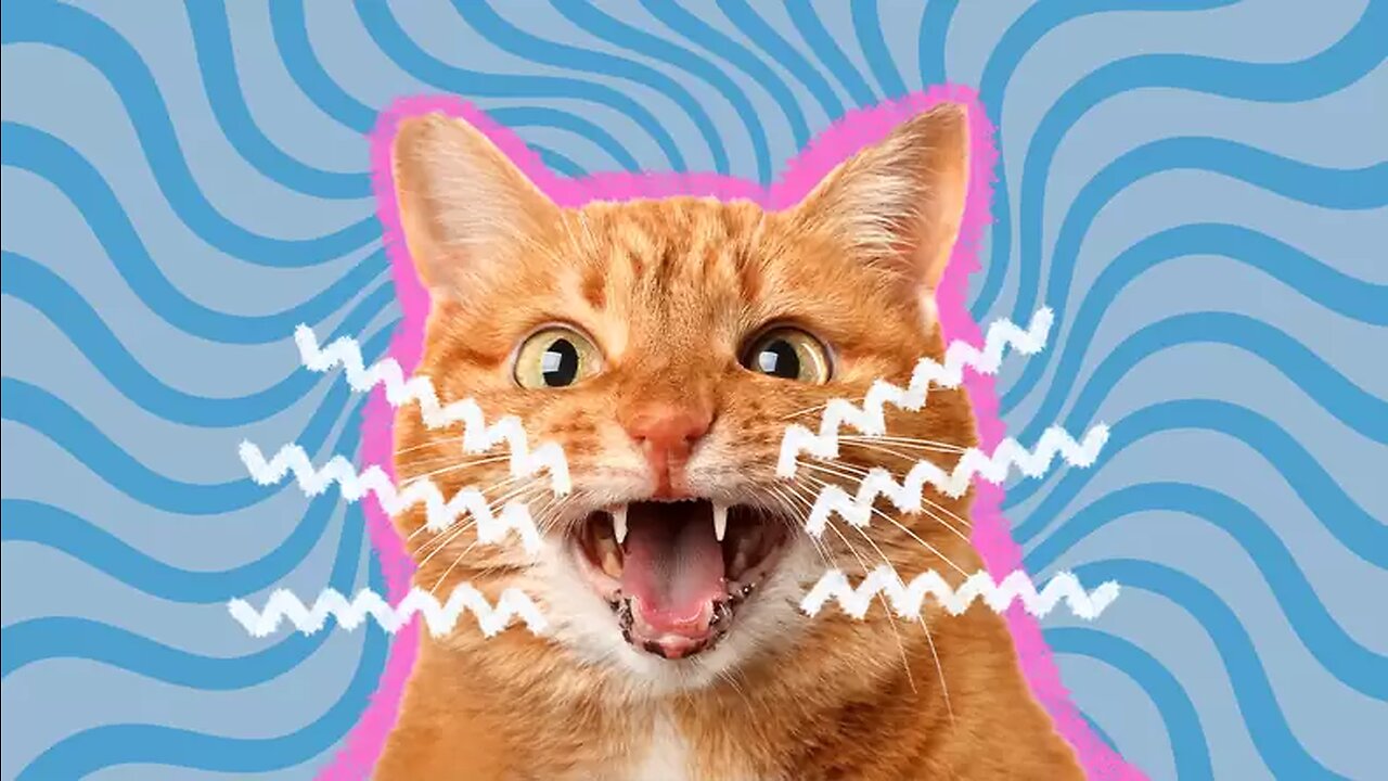 Sound that attract cats - Meow to make cats come to you