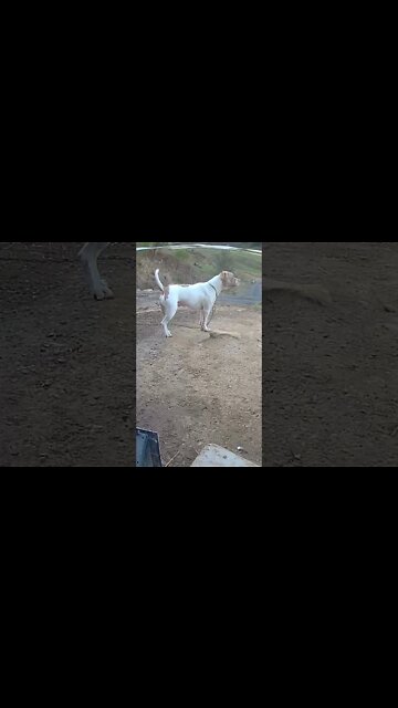 Watch dog on duty while we’re out