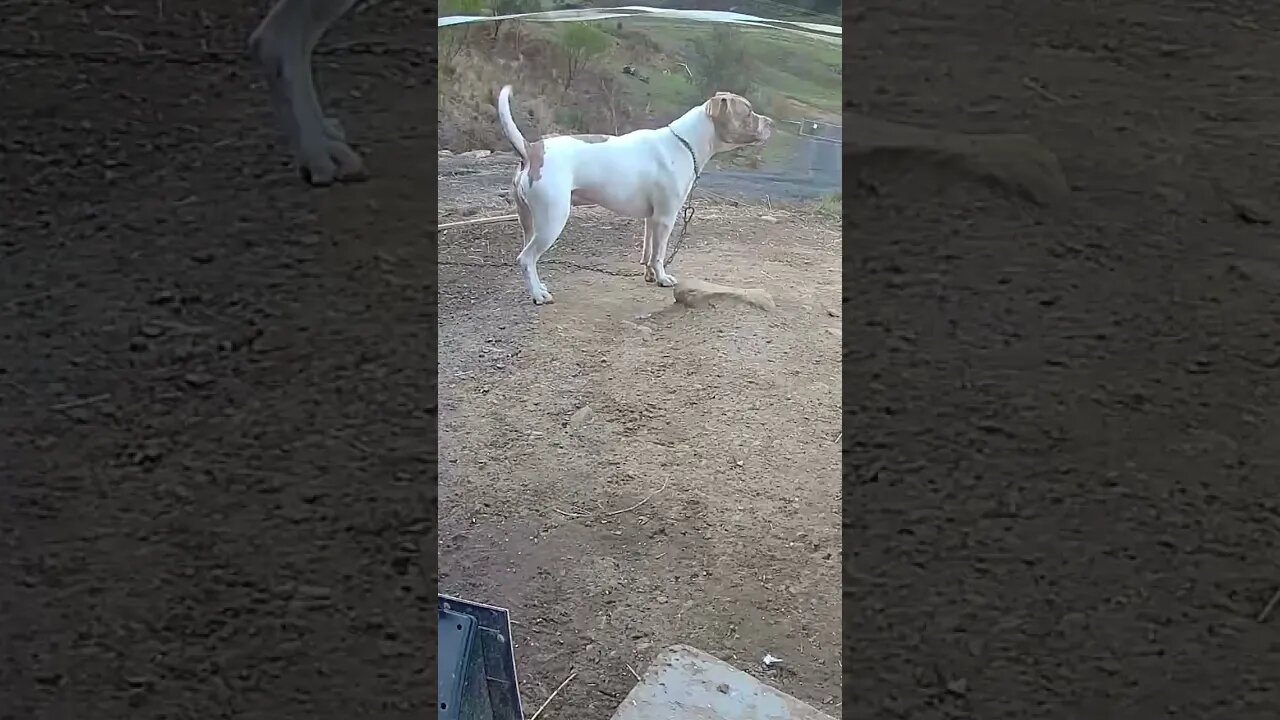 Watch dog on duty while we’re out