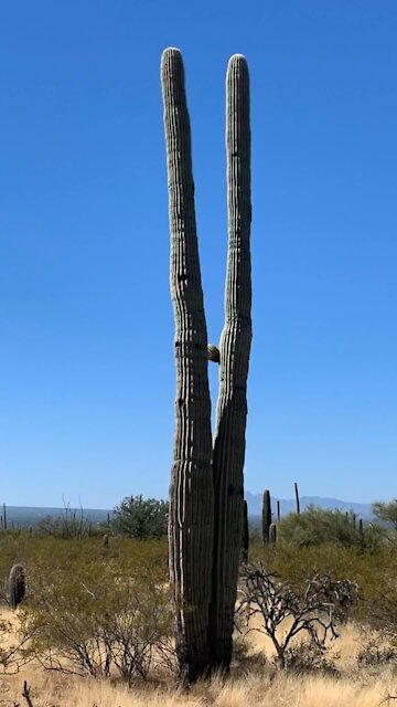 Tucson mountain park