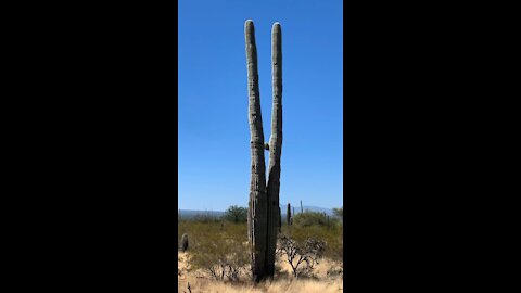 Tucson mountain park