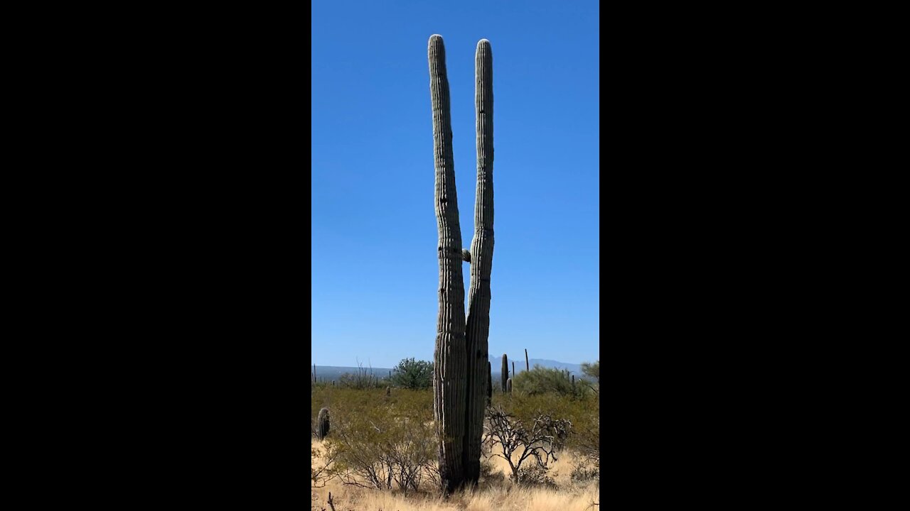 Tucson mountain park