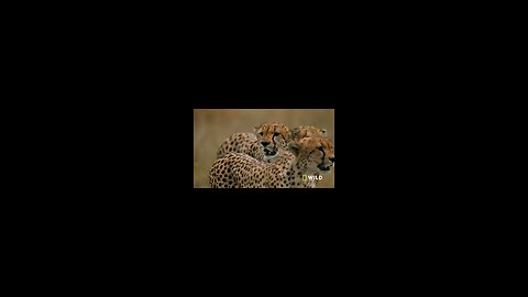 Cheetahs Takedown a Wildebeest