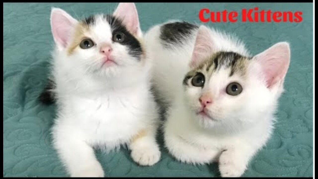 Cat Kittens - funny and cute cat video compilation 2023.