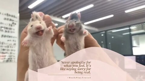 Daily Mood // Being real🐹🐭🤣