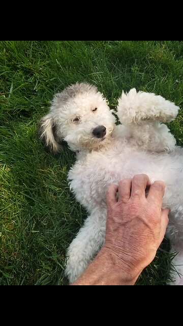 Today we had our fifth lesson and Zoe allowed some belly rubs Yes !