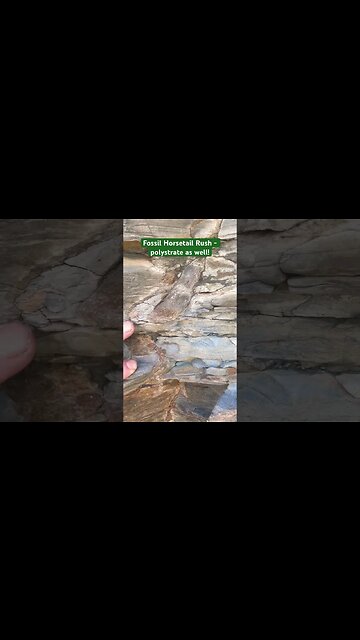 What’s a Polystrate Fossil? #fossil #carbon #plants #viral