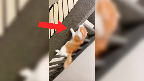 This Cat is the Real Life Spider-Man