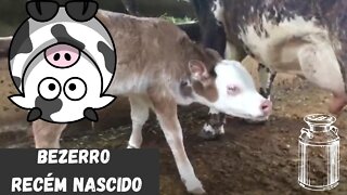 BEZERRO RECÉM NASCIDO NO CURRAL