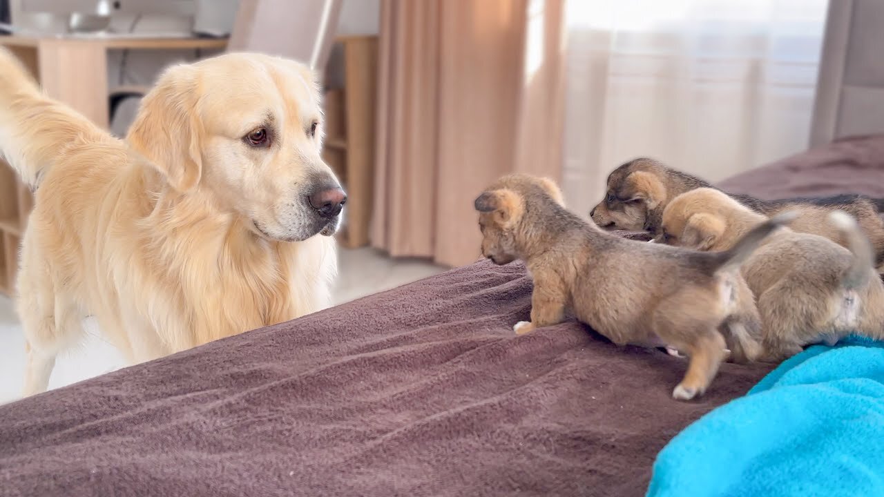 Golden Retriever Meets Puppies for the First Time.