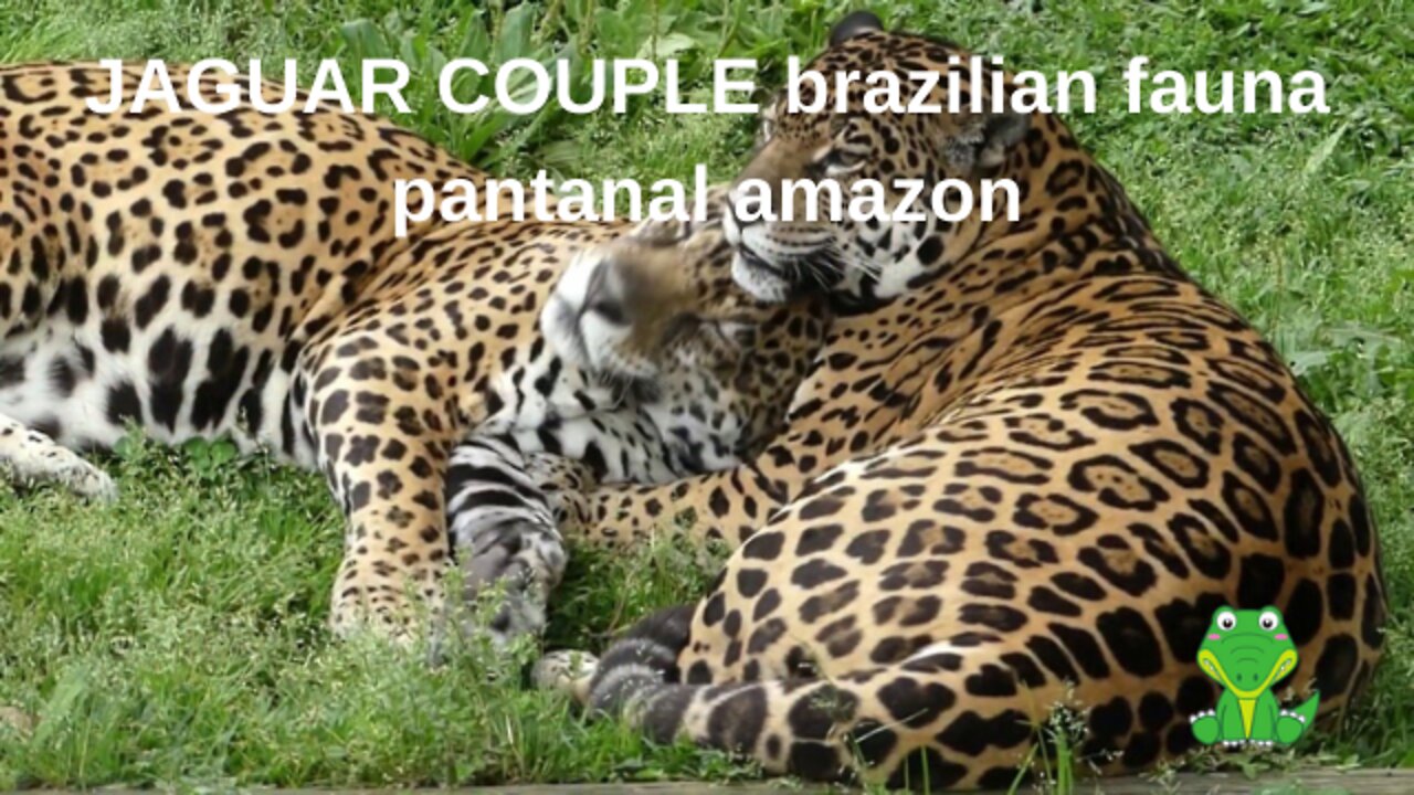 JAGUAR COUPLE brazilian fauna pantanal amazon
