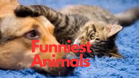 Funniest Animals 2023 😂 Funny Dogs and Cats Videos