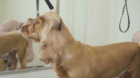 Groomer cuts fur of cocker spaniel